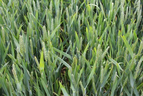 Światowe zbiory pszenicy będą niższe