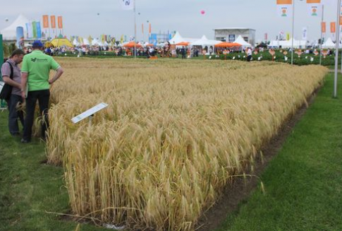 Kontrakty terminowe na zboża powróciły w czwartek do wzrostów