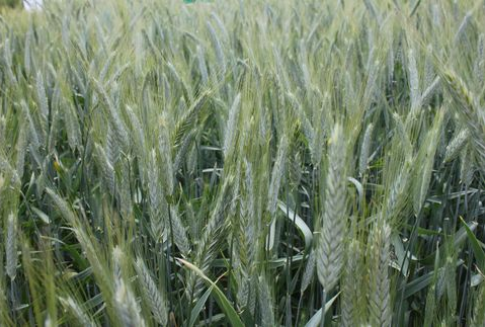 Ceny zbóż na giełdach światowych – 17.08.2012