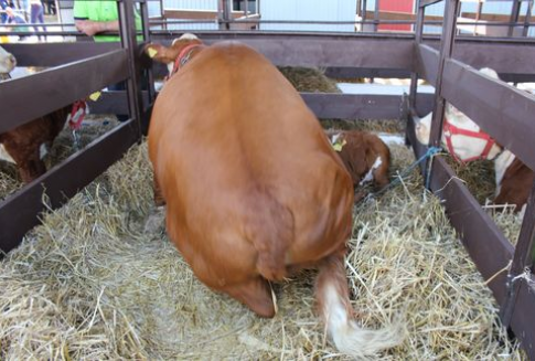 Korea Południowa – Spadek importu wołowiny