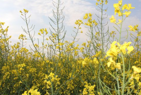 Zbiór rzepaku czas zacząć