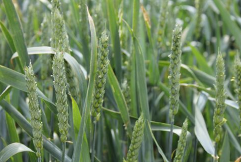 Spadki notowań zbóż za Oceanem i lekkie wzrosty w Paryżu - 24.10.2012