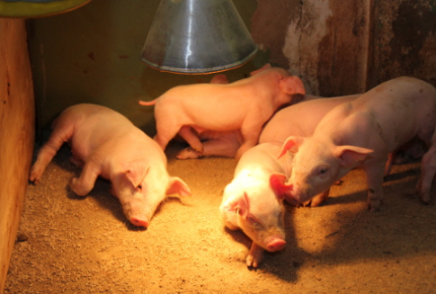 Węgry – Spory spadek pogłowia trzody chlewnej