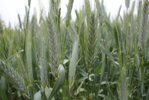 Prognoza produkcji zbóż w Unii Europejskiej