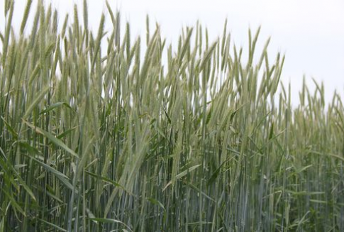 Notowania zbóż na giełdach światowych (8.11.2012)