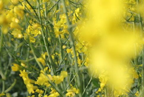 Notowania oleistych na giełdach światowych (13.12.2012)
