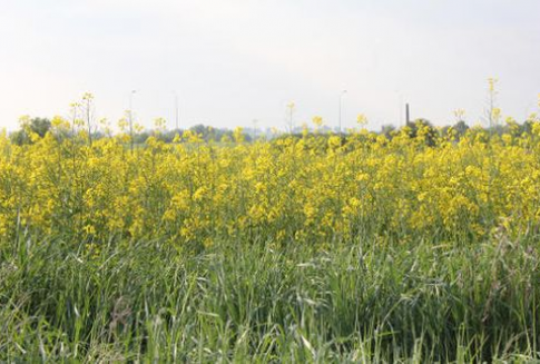 Notowania oleistych na giełdach światowych ( 24.12.2012)