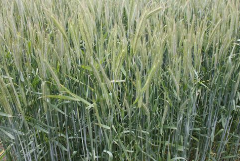 Ceny zbóż na giełdach światowych (19.12.2012)