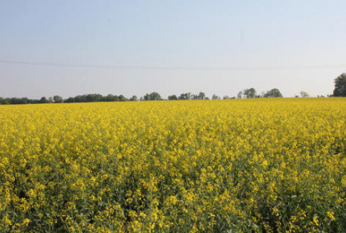 Notowania oleistych na giełdach światowych-17.10.2012