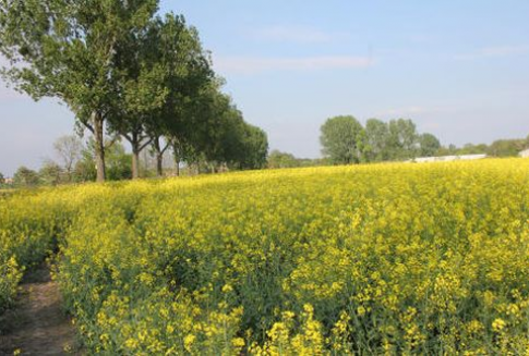Spadek produkcji śruty rzepakowej