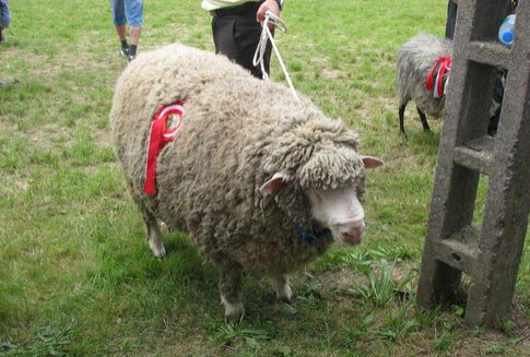 Wielka Brytania – Zalegalizują wędzone mięso owcze ze skórą?