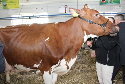 Niższa produkcja wołowiny w UE