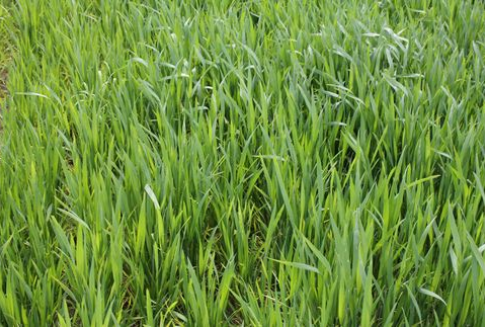 Wyższe zapasy pszenicy we Francji