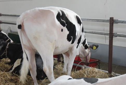 Indie – Wzrost eksportu wołowiny