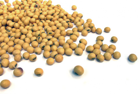 Soja traciła w czwartek pod wpływem lepszych prognoz pogody dla Ameryki Południowej (25.01.2013)