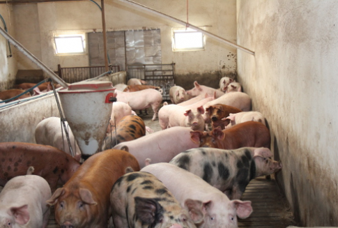 Rosja – Redukcja ceł importowych na żywiec i mięso wieprzowe