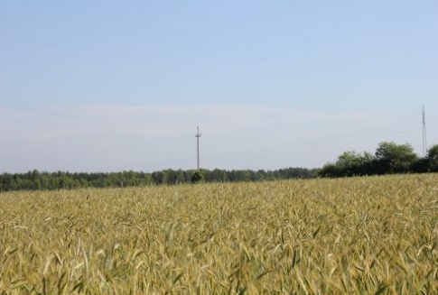 Komisja Europejska przyznała kolejne licencje na eksport i import zbóż (lipiec-listopad 2012)