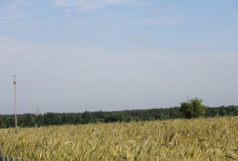 Notowania zbóż na rynkach światowych (8.01.2013)