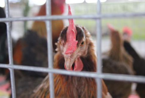 Unijna produkcja drobiu wzrośnie