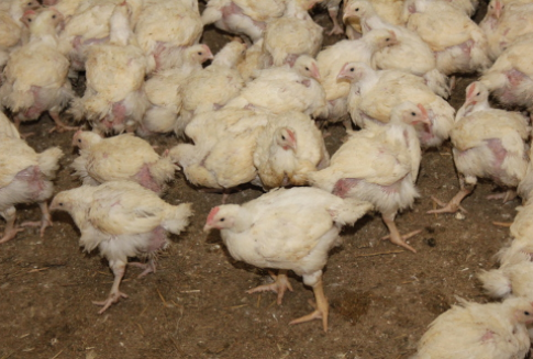 Ukraina wznawia eksport drobiu do Unii Europejskiej