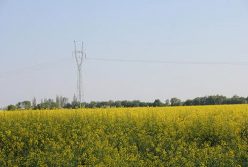 Notowania oleistych na giełdach światowych (18.01.2013 )