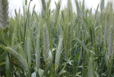 Ceny zbóż na giełdach światowych– 8.08.2012