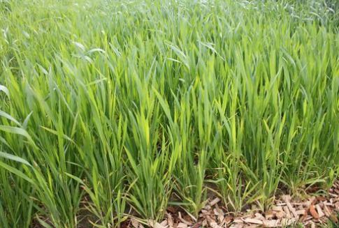 Wzrasta tempo eksportu unijnej pszenicy