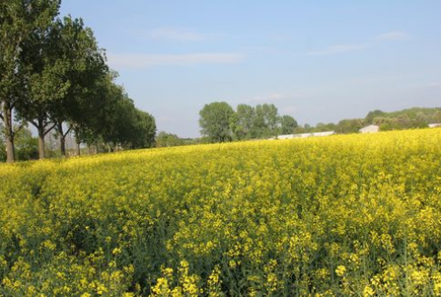 Spadek produkcji i przerobu rzepaku