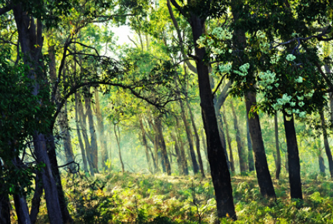 Tylko do końca lipca ARiMR przyjmuje wnioski od rolników, którzy chcą na swoich gruntach posadzić las