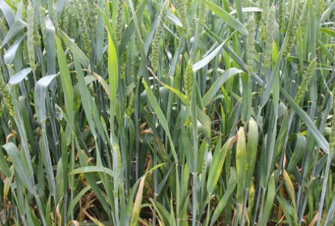 Skup pszenicy na Lubelszczyźnie rozpoczęty