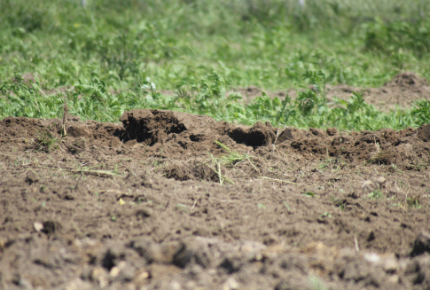 Dzierżawcy oddadzą ANR około 79 tys. ha gruntów