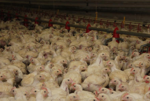 Wyraźny wzrost cen drobiu na Słowacji (7-21.11.2012)