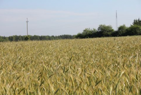 Wzrosły tegoroczne prognozy zbiorów zbóż