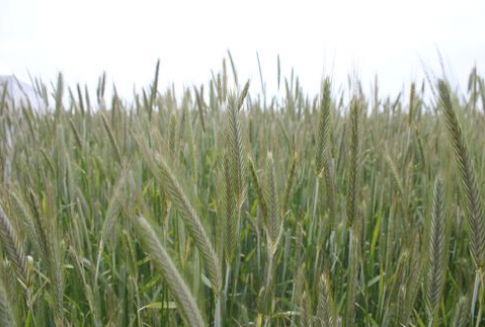 Wysoki poziom eksportu zbóż z Ukrainy