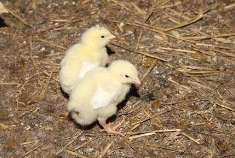 Tuszki unijnych kurcząt są nadal drogie