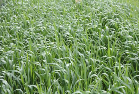 Notowania zbóż na giełdach światowych (27.11.2012)