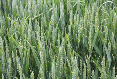 Nowy tydzień zboża rozpoczęły od spadków notowań -24.07.2012