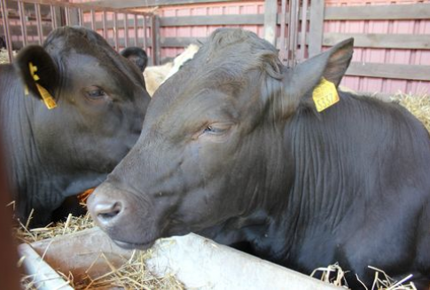 Japonia – Wzrost importu wołowiny