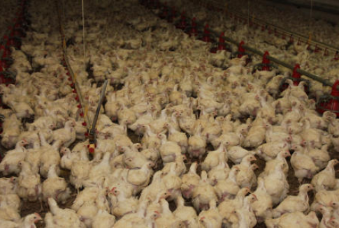 Rosja – Rekordowy import amerykańskiego drobiu