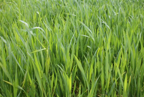 Podsumowanie tygodnia na światowym rynku zbóż (7.01.2013)