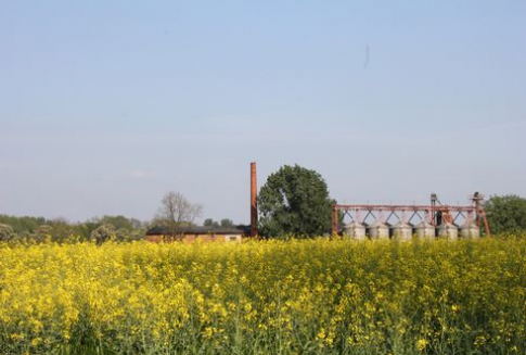 Notowania oleistych na giełdach światowych (22.01.2012)