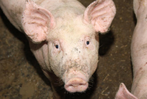 Rynek mięsa wieprzowego w Unii Europejskiej (2009-2013)