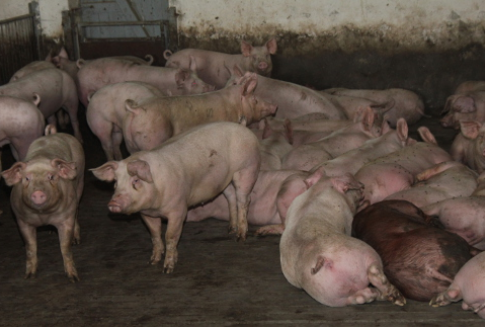 Wieprzowina tylko dla elity?