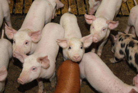 Zestawienie eksportu wieprzowiny z Unii Europejskiej (styczeń-wrzesień 2012)