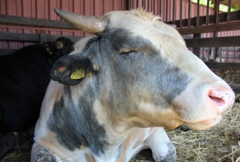 Pismo WIR w sprawie rytualnego uboju zwierząt