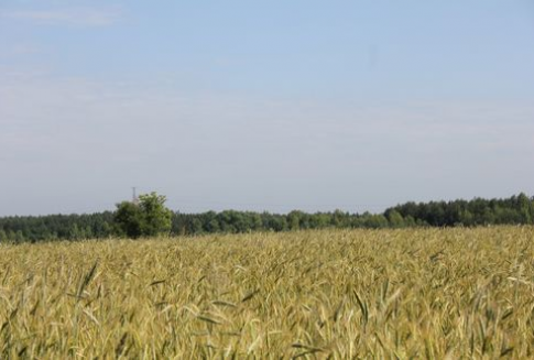 Ceny zbóż w Polsce (03-09.12.12)