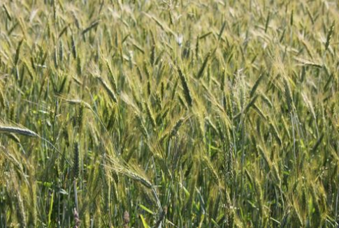 Wzrost cen produktów rolnych w Polsce (listopad 2012)