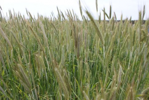 W piątek możliwe duże zmiany notowań zbóż po publikacji styczniowego raportu USDA