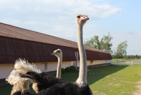 Struś – dobry towar eksportowy