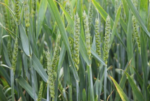 Lepszy bilans na globalnym rynku pszenicy motorem spadków kontraktów na zboża (13.12.2012)